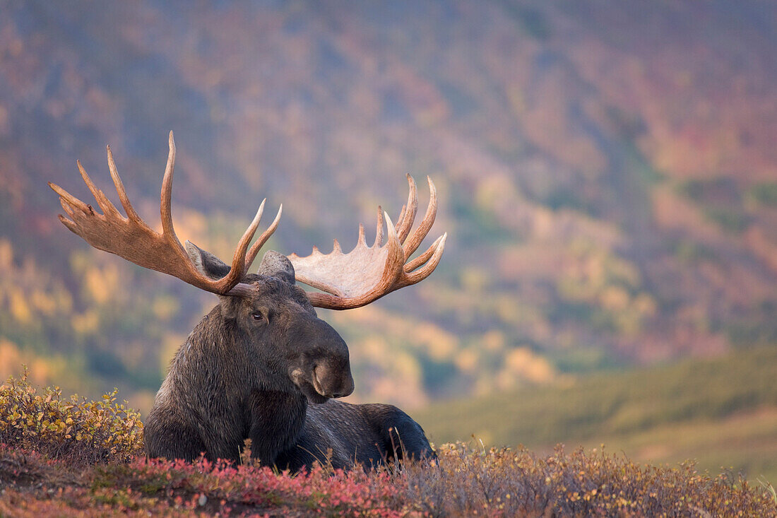 Elchbulle im Herbst, Powerline Pass, Chugach State Park, Chugach Mountains, Alaska