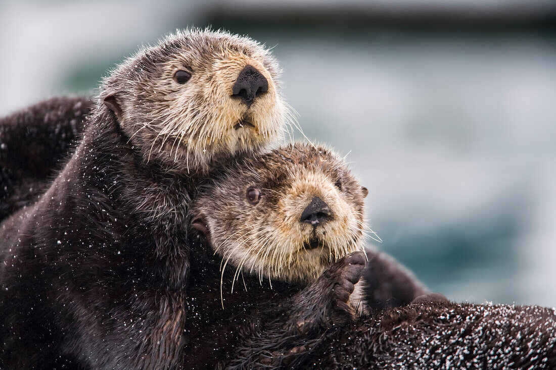 Close Up View Of Sea Otters Huddled Together, Prince William Sound, Southcentral Alaska, Winter