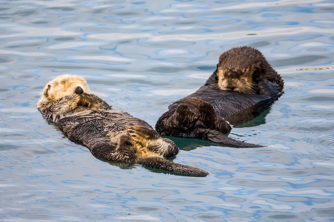 Ein Paar Seeotter schwimmt im Prince William Sound, Alaska, Süd-Zentral, Herbst