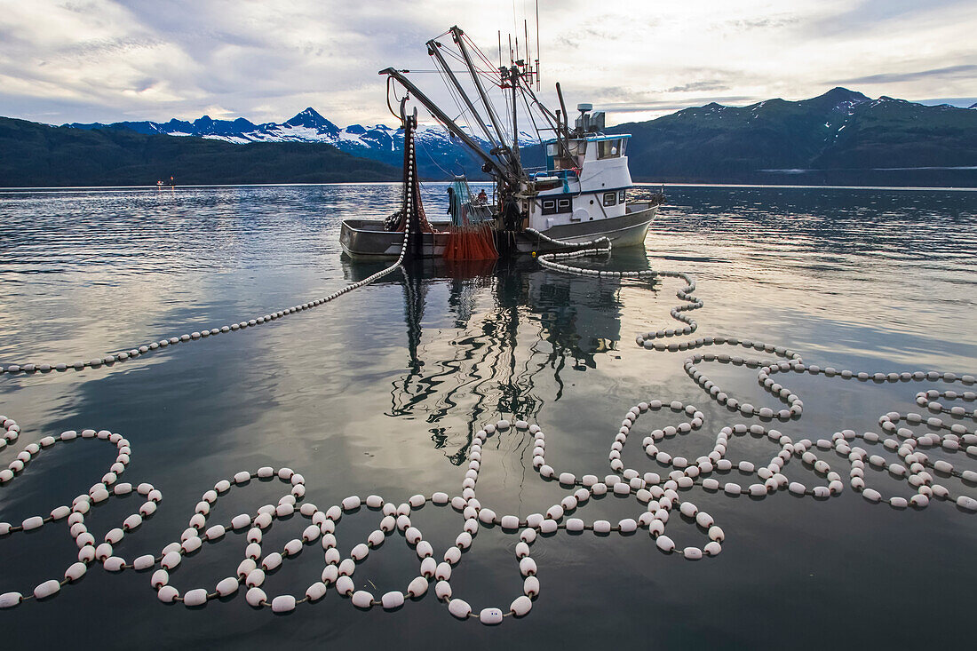 Rosa Lachs Wadenbeißer beim Einholen des Netzes, Unakwik, Prince William Sound, Süd-Zentral-Alaska, Sommer
