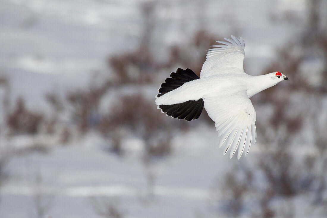 Männliches Moorschneehuhn im Wintergefieder im Flug über schneebedeckte Weiden mit rotem Kamm, Chugach Mountains, Süd-Zentral-Alaska, Winter