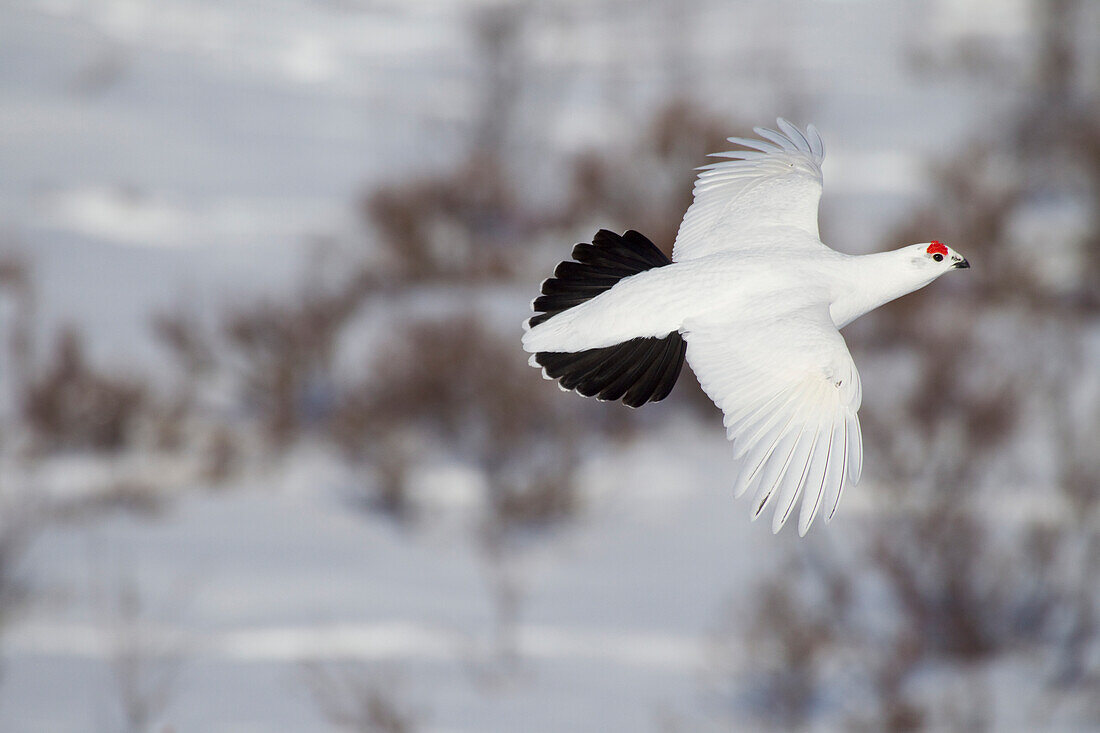 Male Willow Ptarmigan In Winter Plumage In Flight Over Snow Covered Willows With Red Crest Visible, Chugach Mountains, Southcentral Alaska, Winter