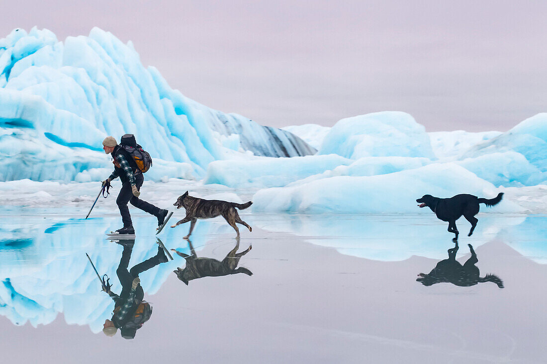 Mann beim Schlittschuhlaufen auf dem Sheridan Glacier mit zwei Hunden, die sich in der dünnen Wasserschicht auf dem Eis und den Eisbergen im Hintergrund spiegeln, Cordova, Southcentral Alaska, Winter