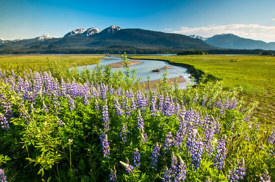 View Of Arctic Lupine In The Mendenhall Wetlands State Game Refuge Along The Glacier Highway Near Juneau, Southeast Alaska, Summer