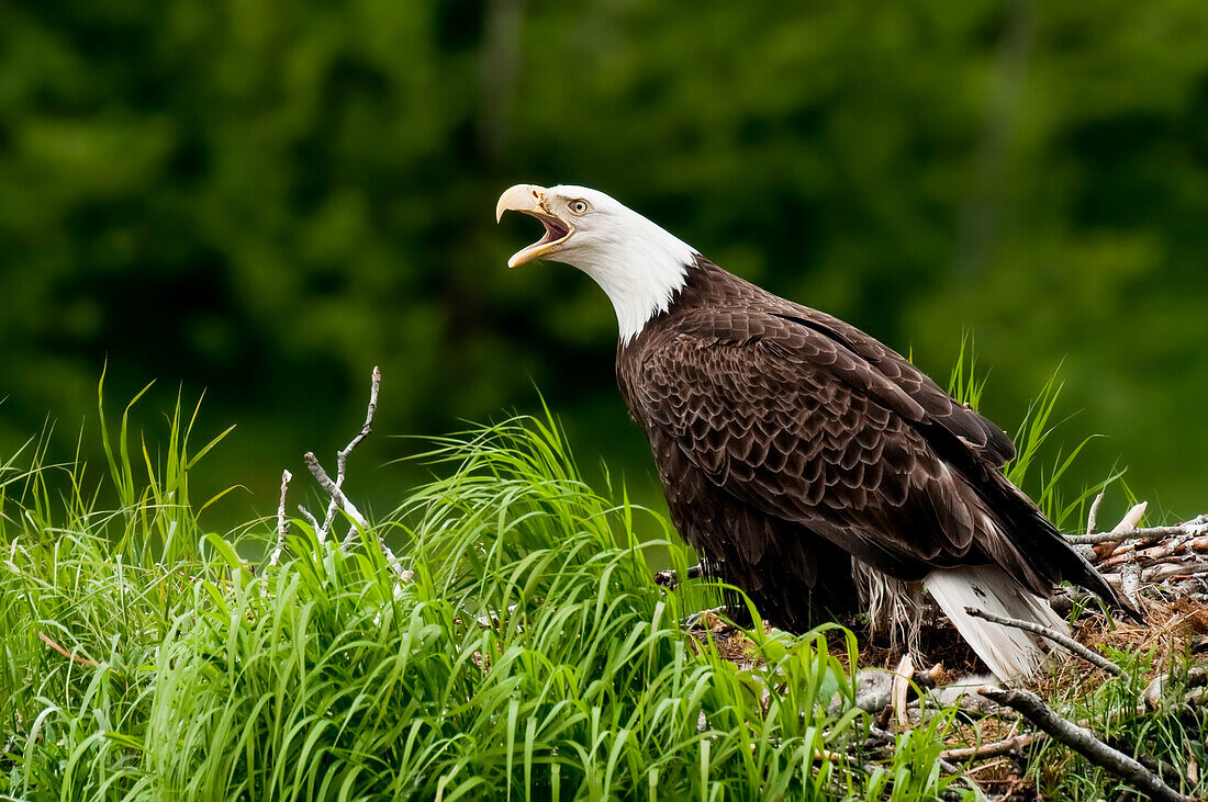 Bald Eagle Protecting Her Nest, Kukak Bay, Katmai National Park, Southwest Alaska, Summer