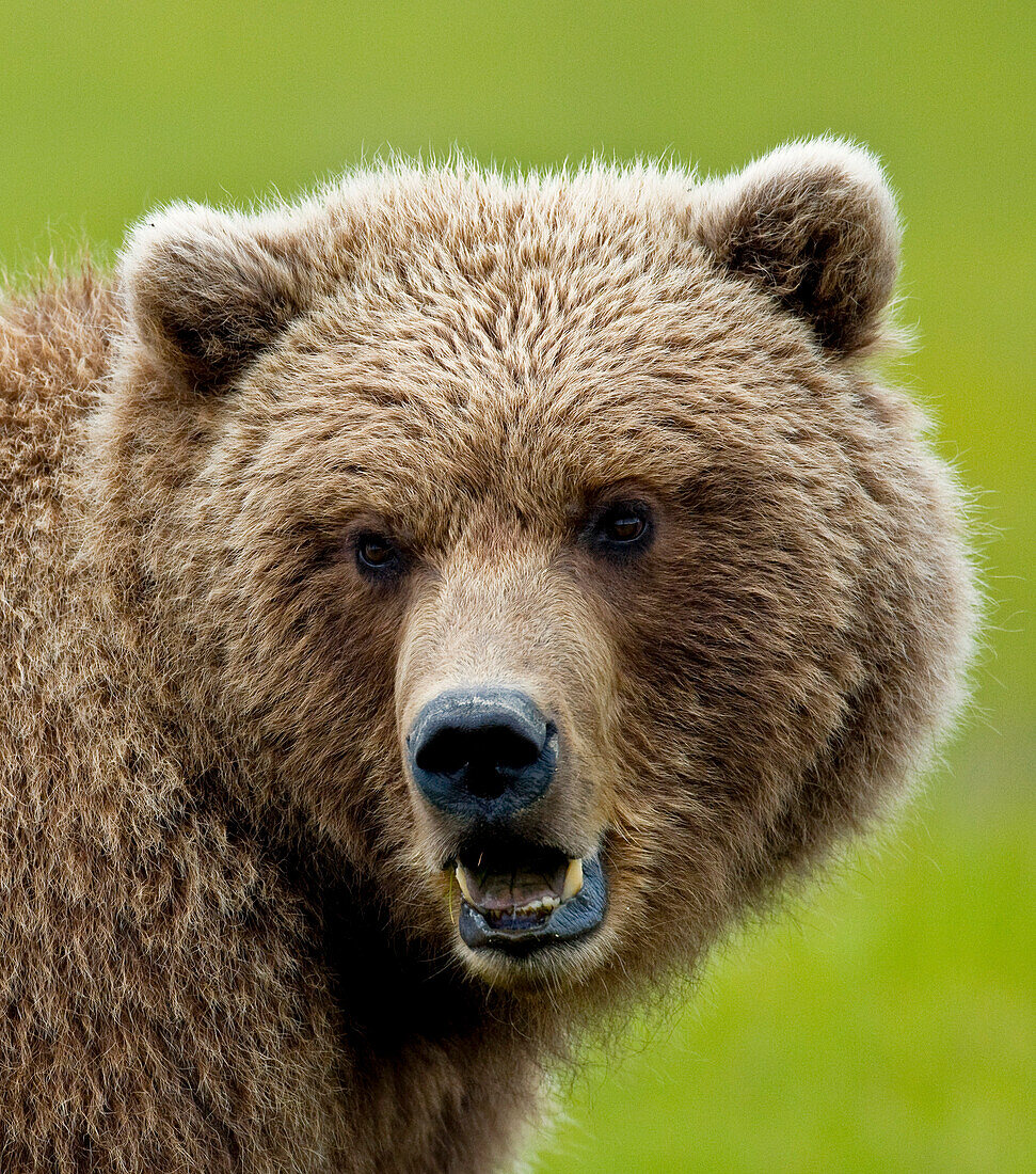 Nahaufnahme eines Braunbären in Seggengräsern in Hallo Bay, Katmai National Park, Südwest Alaska, Sommer