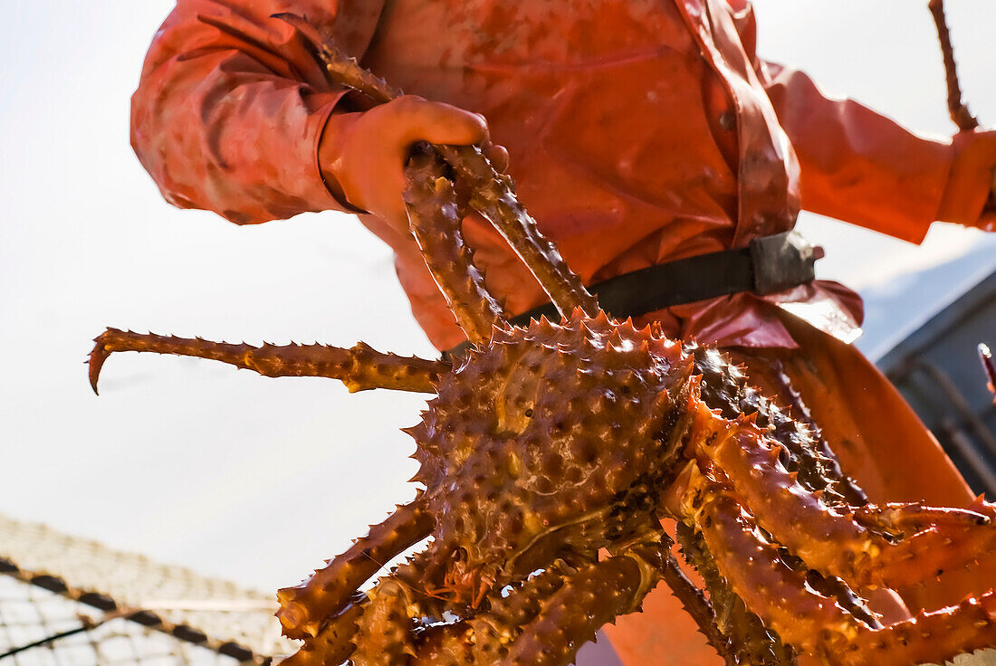 Crab Fisherman Carries A Brown Crab To The Hold Of The F/V Morgan Anne During The Commercial Brown Crab Fishing Season In Icy Straight In Southeast Alaska