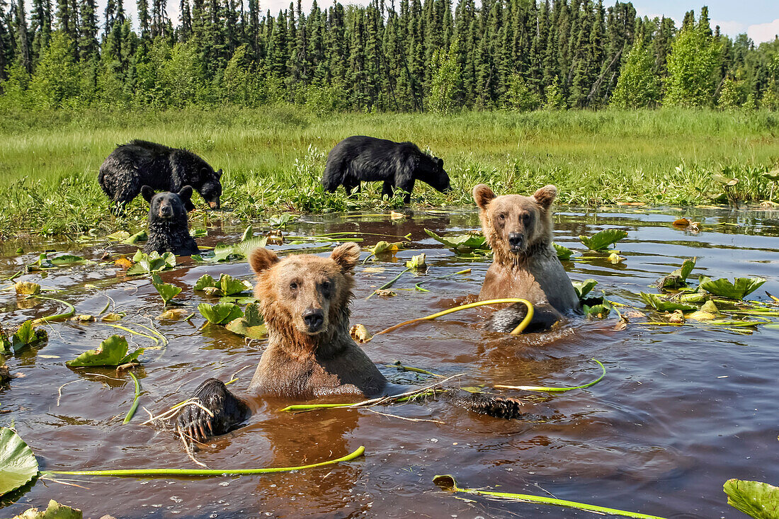 Grizzly- und Schwarzbären kühlen sich gemeinsam im Lily Pond ab Südzentrales Alaska Matsu Valley Sommer