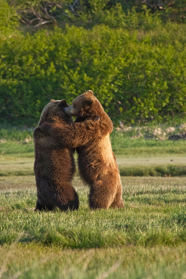Zwei Braunbären spielen Kampf, Katmai National Park, Südwest Alaska