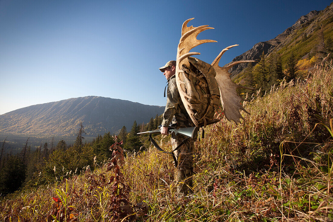 Männlicher Elchjäger hält an, um die Aussicht zu genießen, während er mit einem Trophäen-Elchgeweih auf seinem Rucksack aus dem Jagdgebiet wandert, Bird Creek Drainage Area, Chugach Mountains, Chugach National Forest, Southcentral Alaska, Herbst