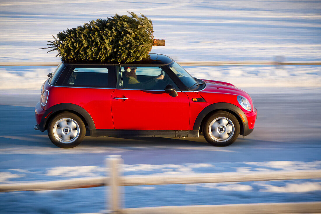 Mini Cooper Sportwagen mit Weihnachtsbaum auf dem Dach entlang einer ländlichen Straße mit einem Split-Rail-Zaun, Southcentral Alaska, Winter