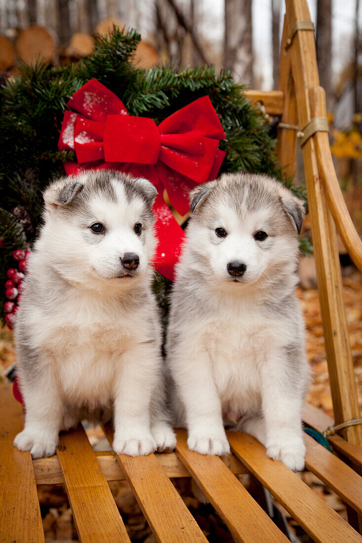 Siberian Husky-Welpen in traditionellem Hundeschlitten aus Holz mit Weihnachtskranz, Alaska