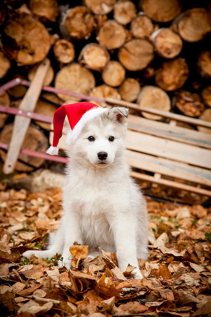 Porträt eines Siberian Husky-Welpen mit roter Weihnachtsmannmütze, im Hintergrund Schlitten und Holzstapel, Alaska, Herbst