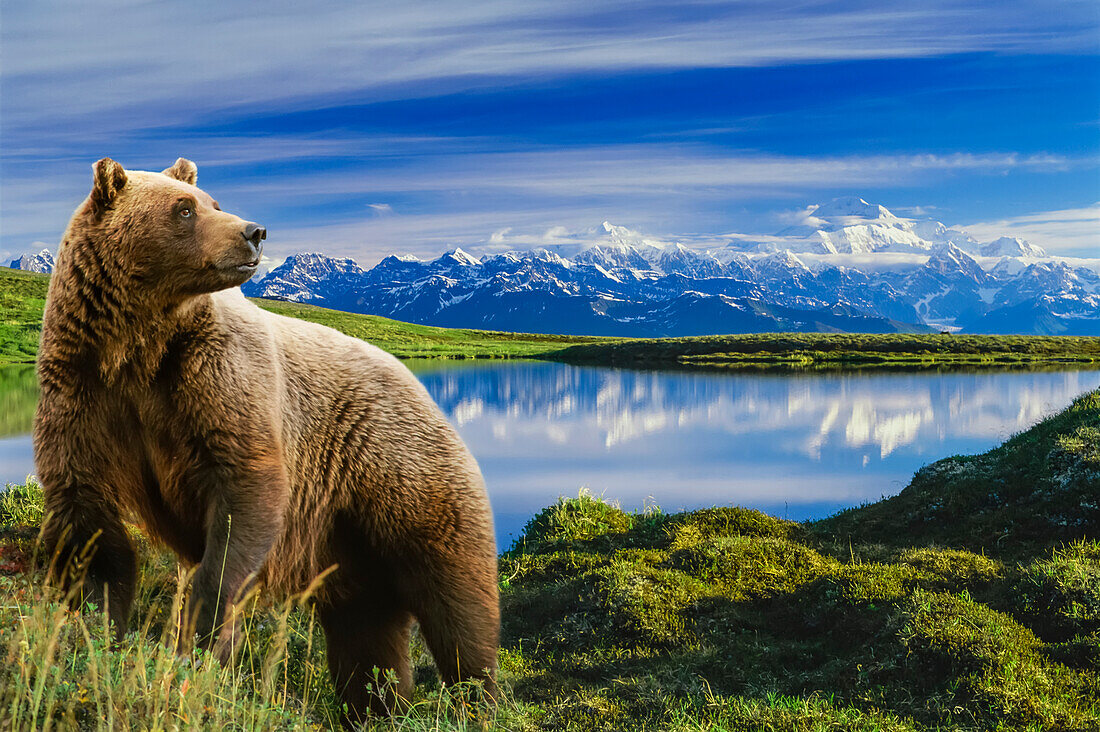 Composite Grizzly Stands In Front Of Lake With Mt. Mckinley In The Background, Alaska Composite