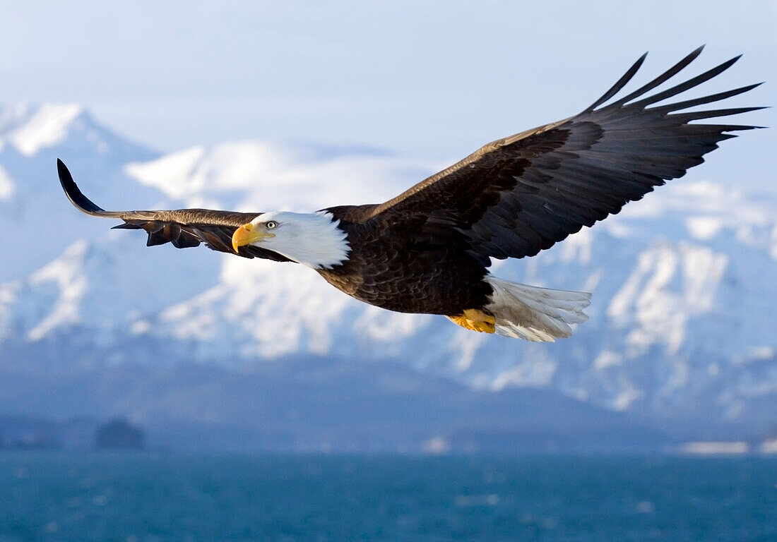 Bald Eagle In Mid-Air Flight Over Homer Spit Kenai Peninsula Alaska Winter