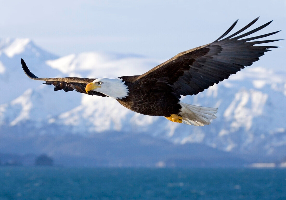 Weißkopfseeadler im Flug über Homer Spit Kenai Peninsula Alaska Winter