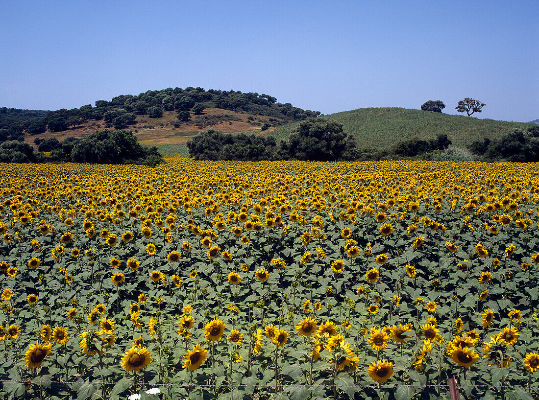 Sonnenblumenfeld und Hügel