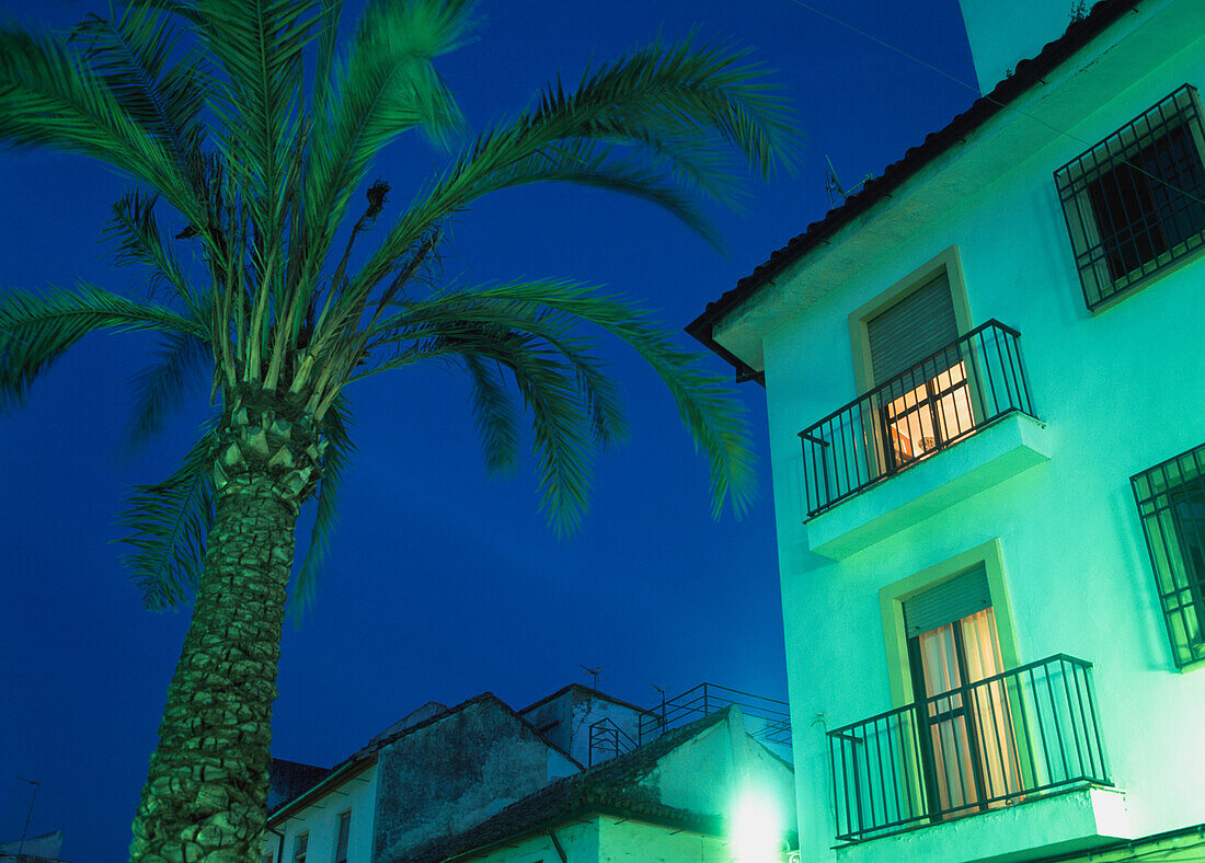Palm Tree Outside Apartment At Dusk, Low Angle View
