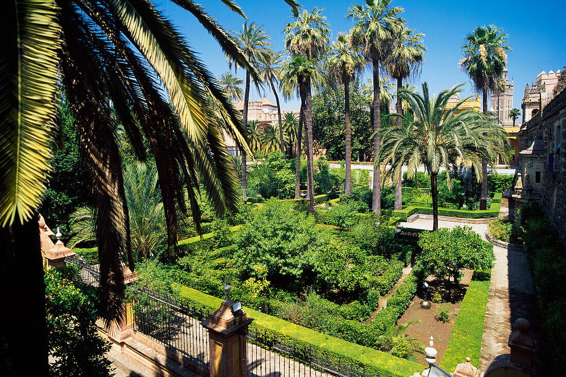 Palm Trees In Courtyard Of Alcazar