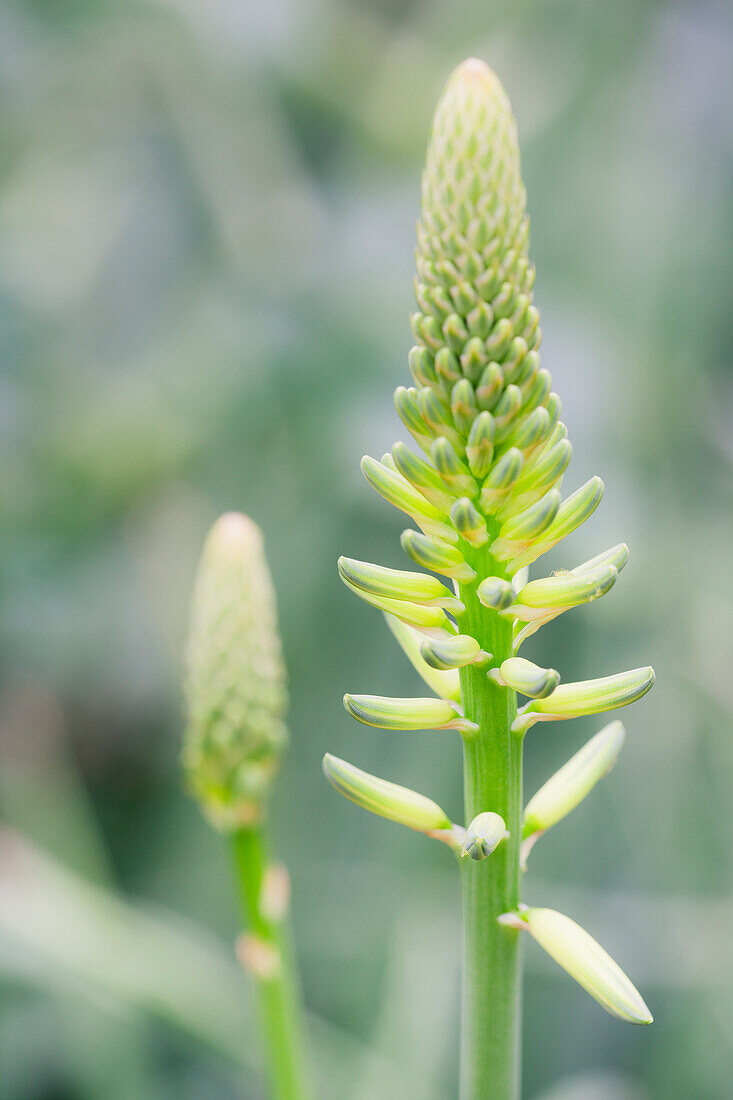 Aloe vera flower; Tropenhaus wolhusen switzerland