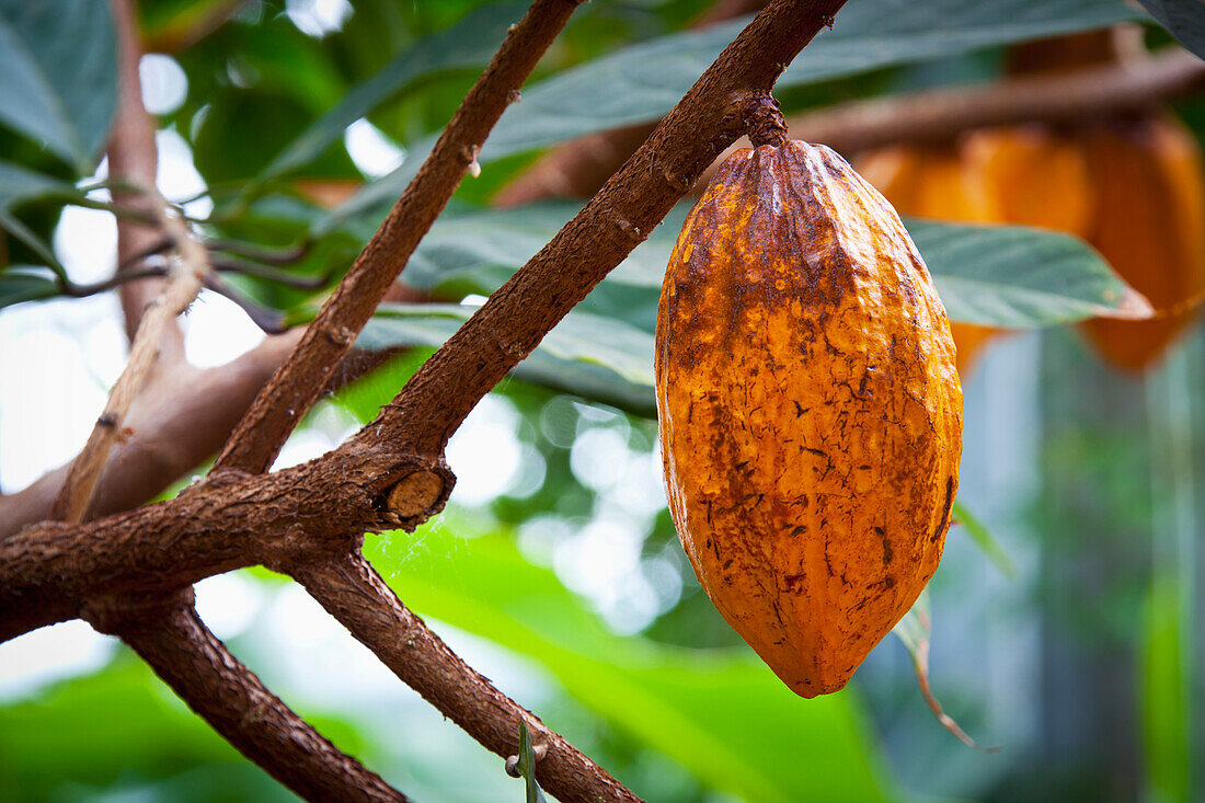 Kakaopflanze; Tropenhaus wolhusen schweiz