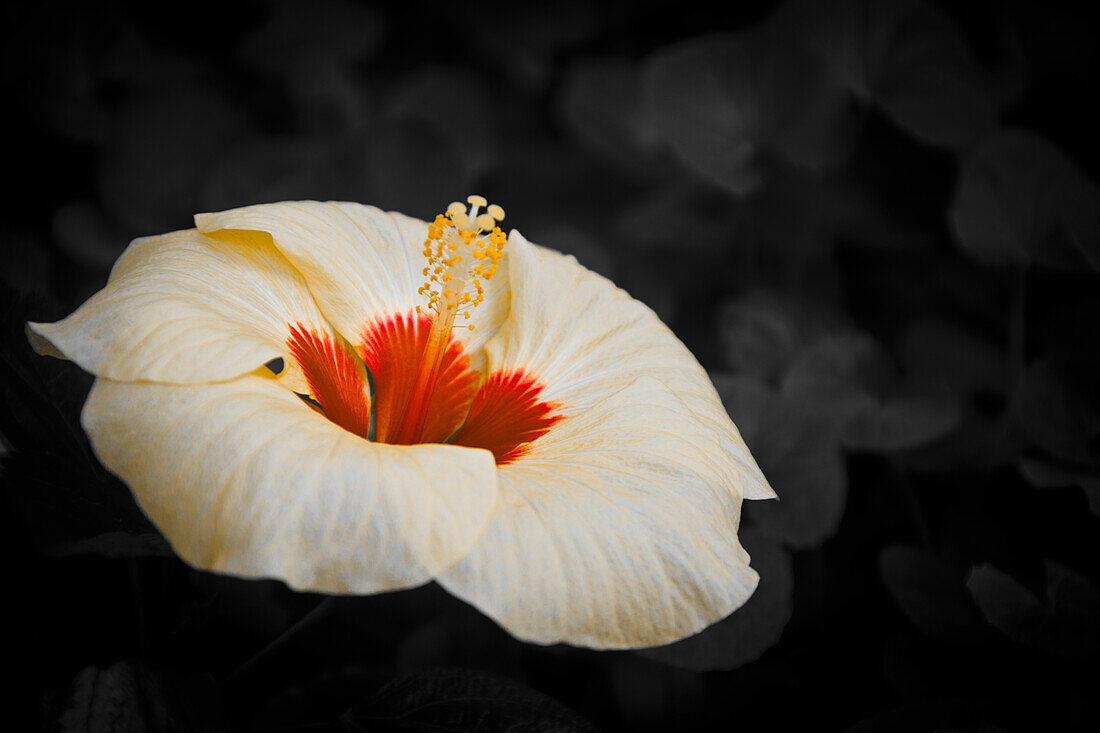 Hibiscus flower; Tropenhaus wolhusen switzerland