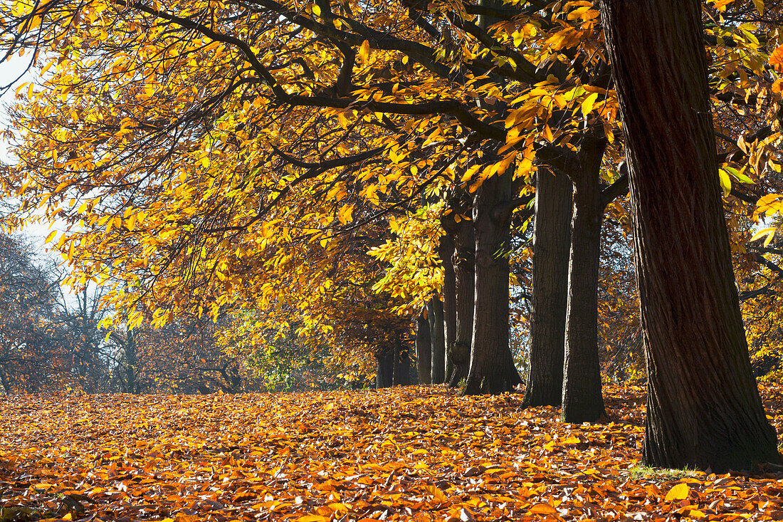 Herbstfarben im Greenwich Park mit beleuchteten Bäumen; London England