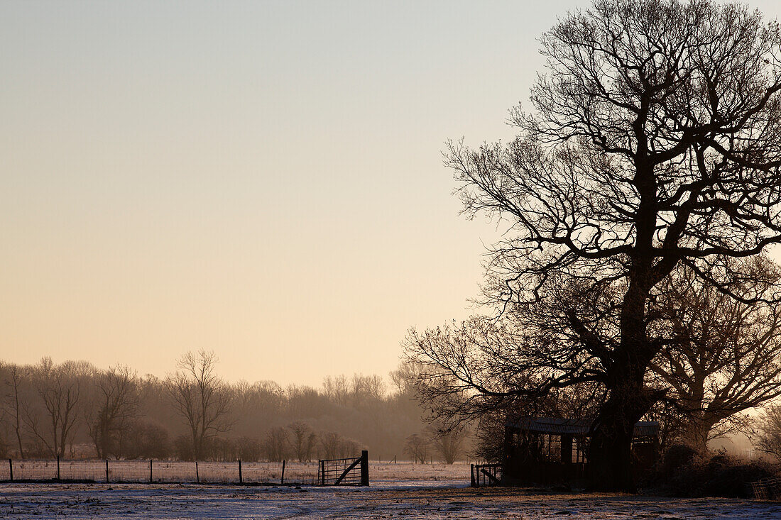 Winter morning on a farm; Kent England