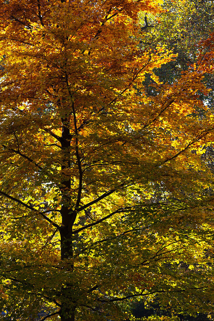 Ein großer Baum voller bunter Herbstblätter im St. James's Park; London England