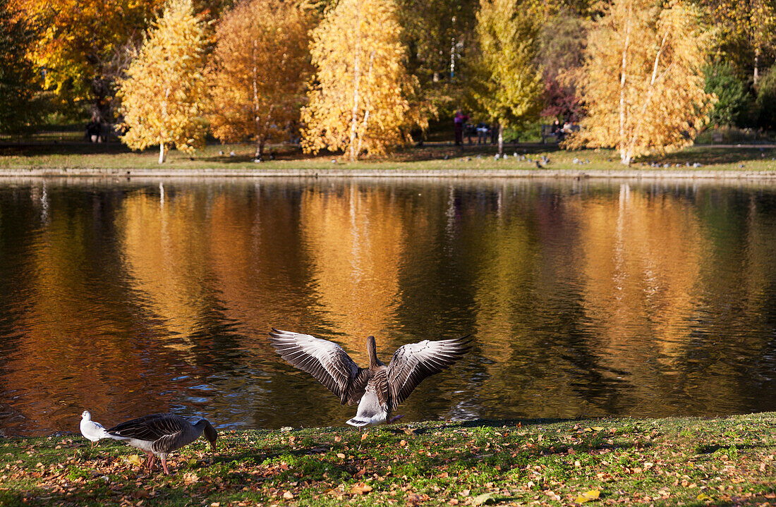Enten am Ufer mit einer Spiegelung der herbstlich gefärbten Bäume im See im St. Jamess Park; London England