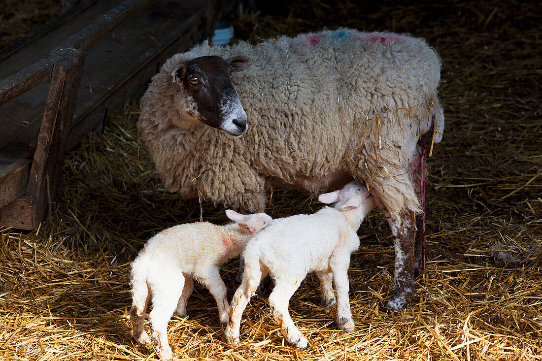 Ewe and new born spring lambs on a farm; Kent England