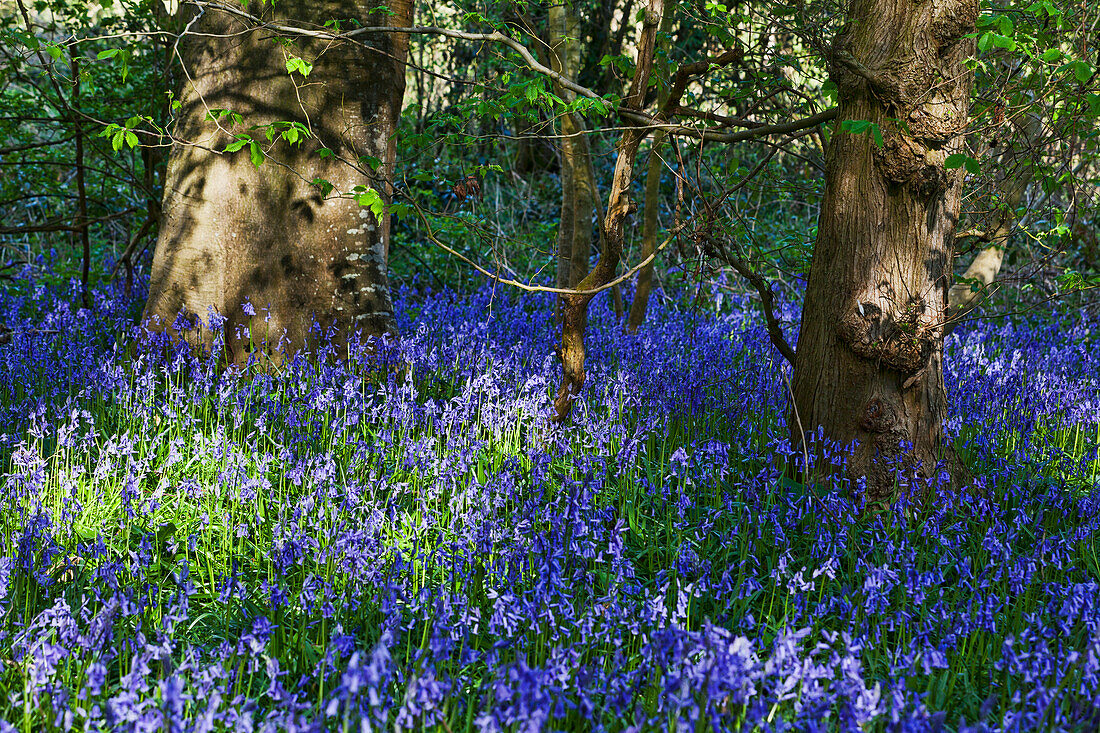 Eine Fülle von Blauglocken auf dem Waldboden; Kent England