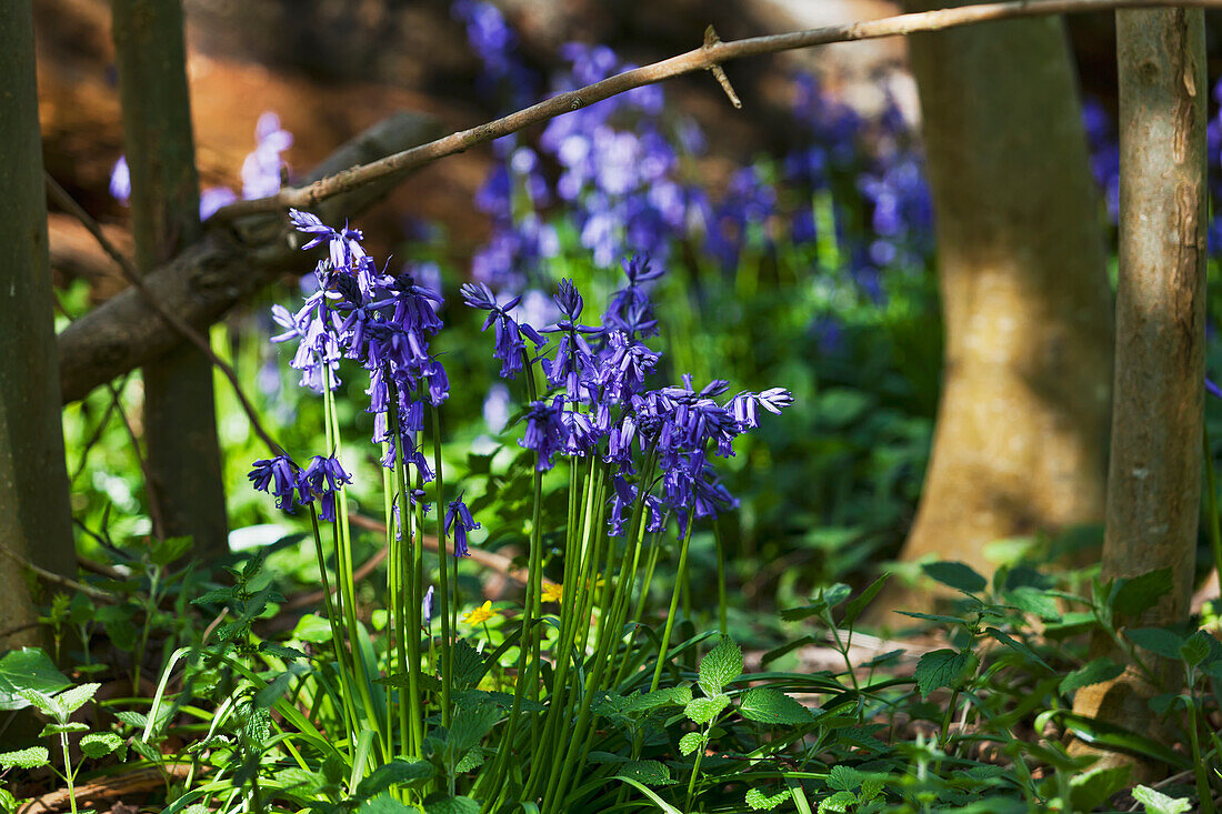 Bluebells in the woods; Kent England