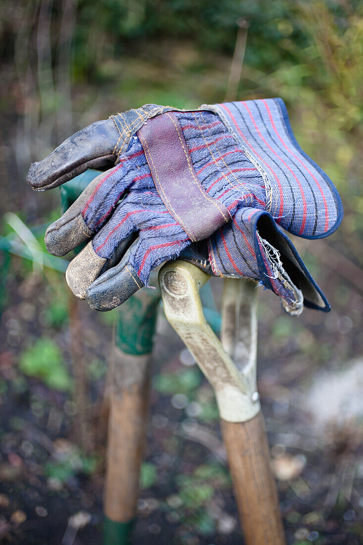 Spade and fork and gardeners gloves in a garden; Horsington Somerset England