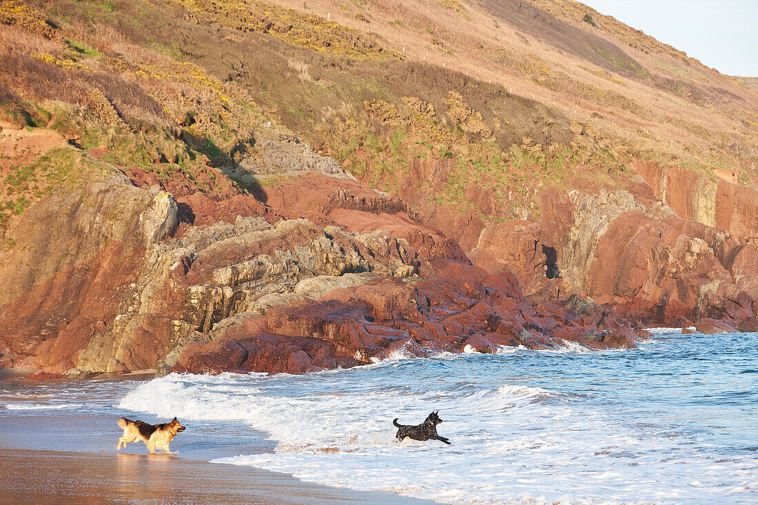 Hunde, die an einem Strand in den Wellen spielen