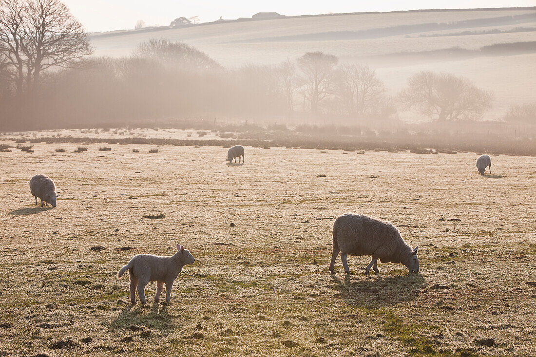 Sheep grazing on a frosty field in the fog