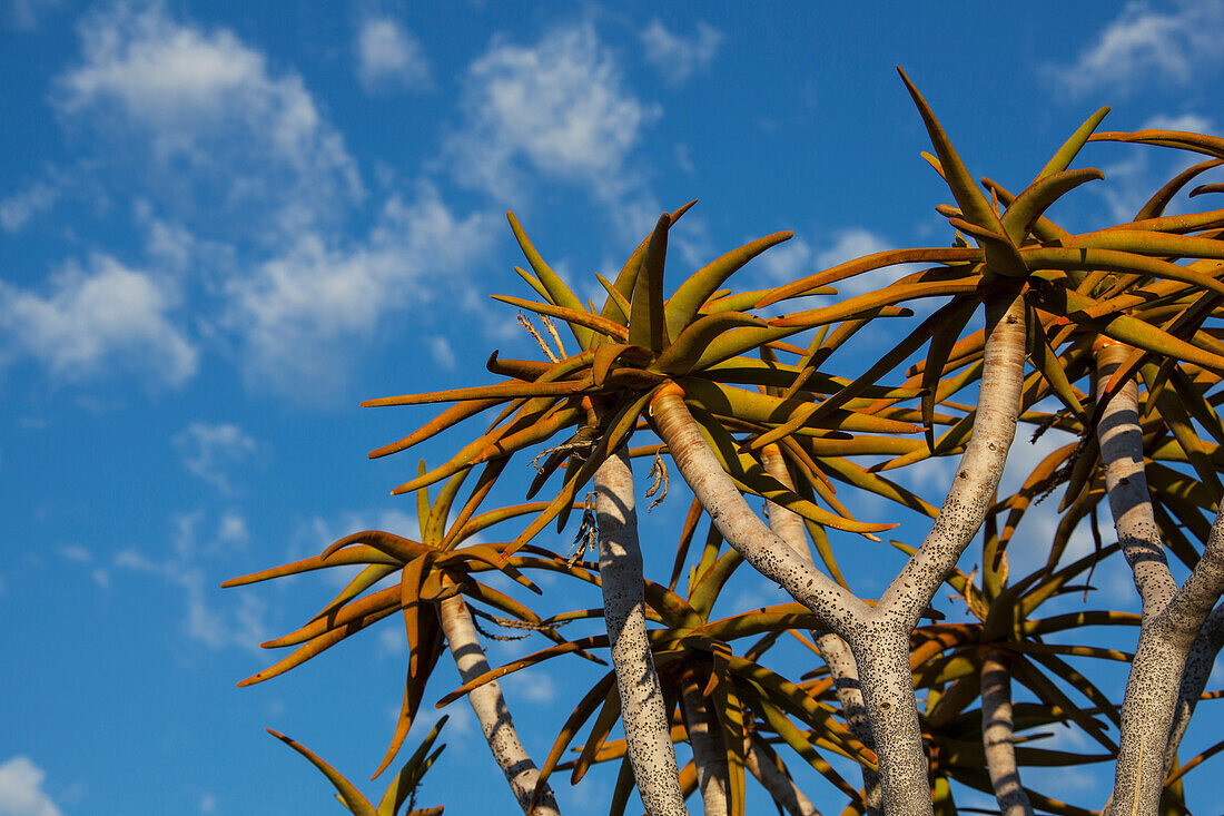 Quiver tree leaves with cirrocumulus floccus against a blue sky with clouds; Namibia