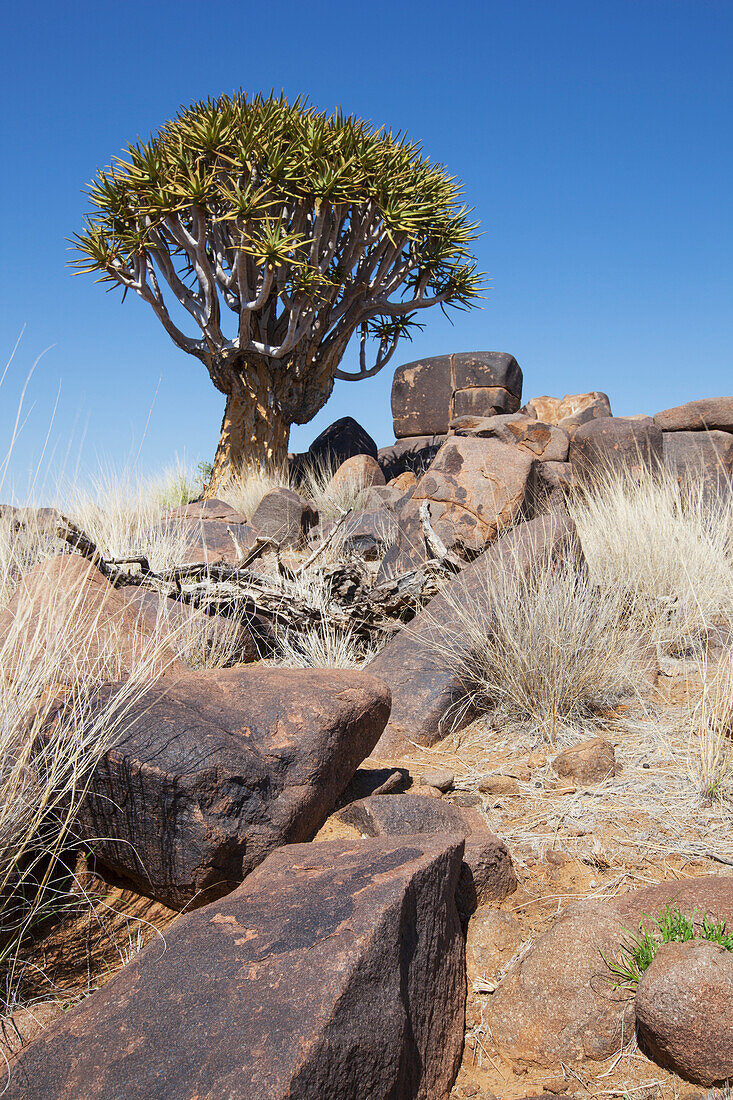 Köcherbaum mit Felsen; Namibia