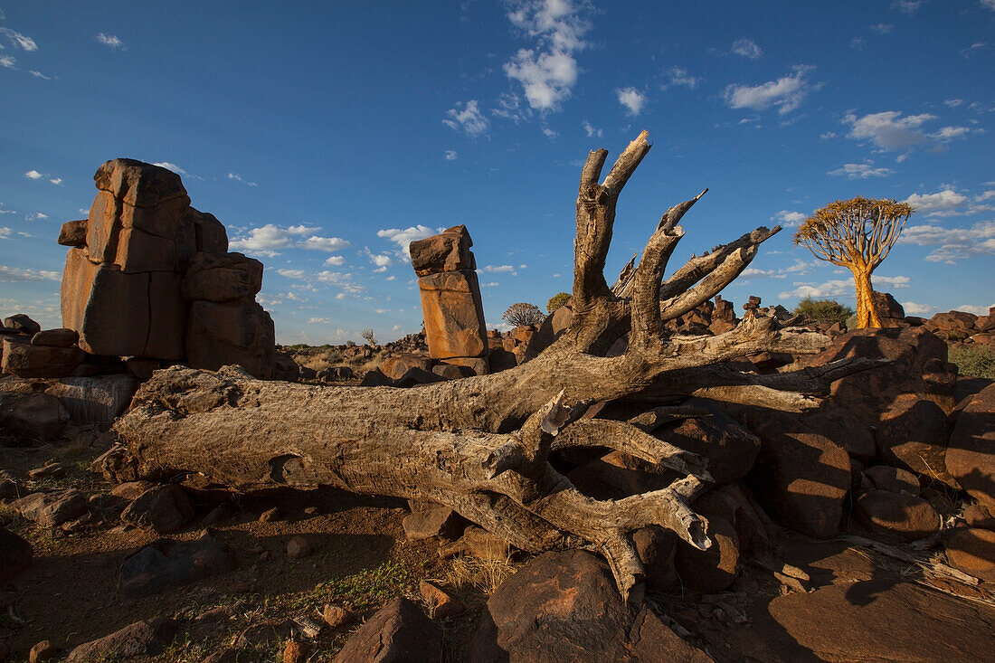 Tote und lebende Köcherbäume; Namibia