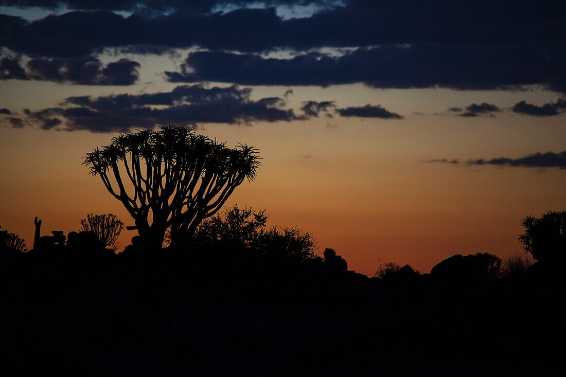 Einzelner Köcherbaum mit Wolken; Namibia