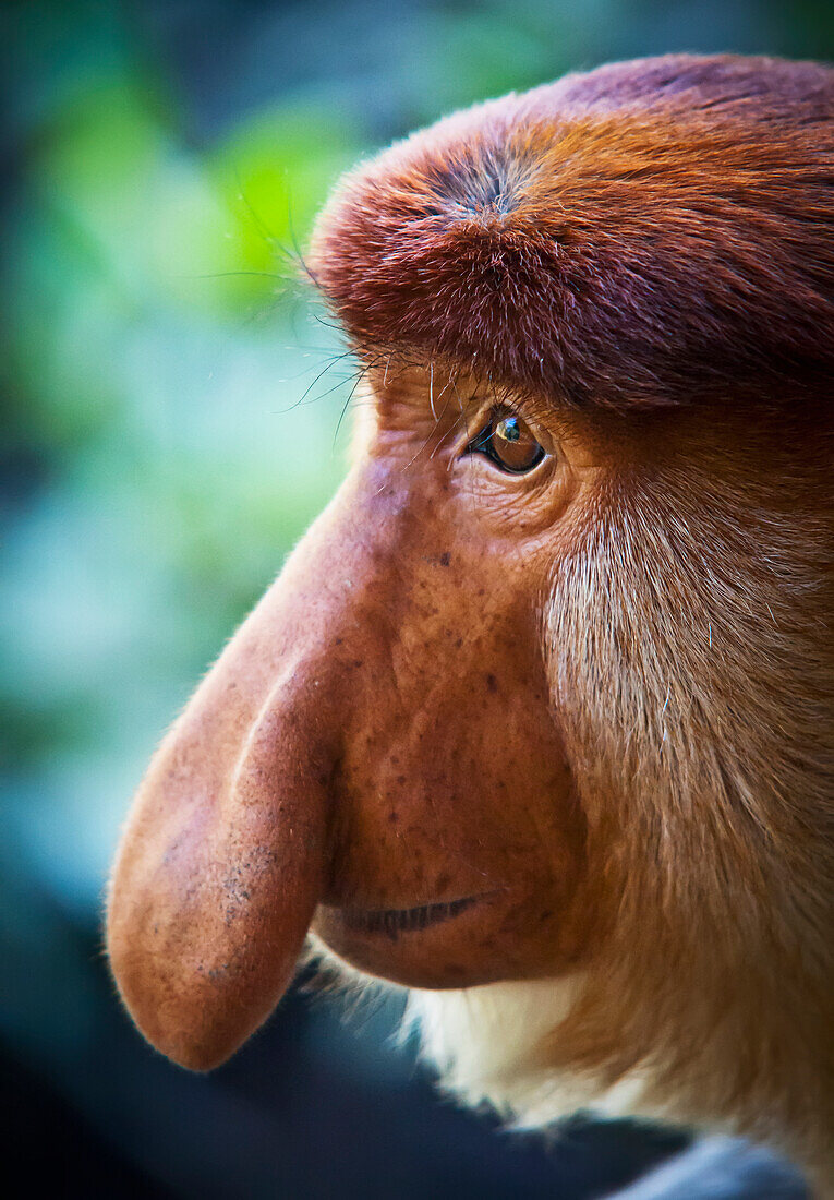 Rüsselaffe (nasalis larvatus); Borneo