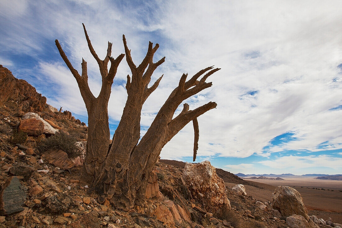 Dead quiver tree (aloe dichotoma) in the desert; Klein-aus vista namibia