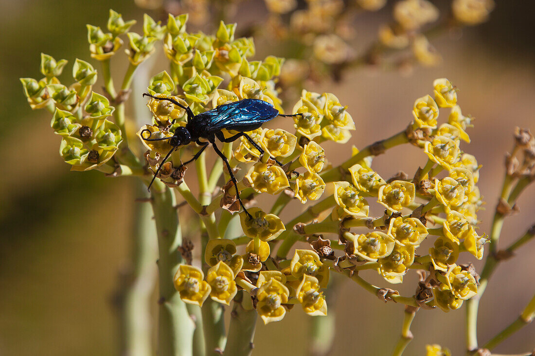 Metallisch blauer Burnet; Klein-aus vista namibia