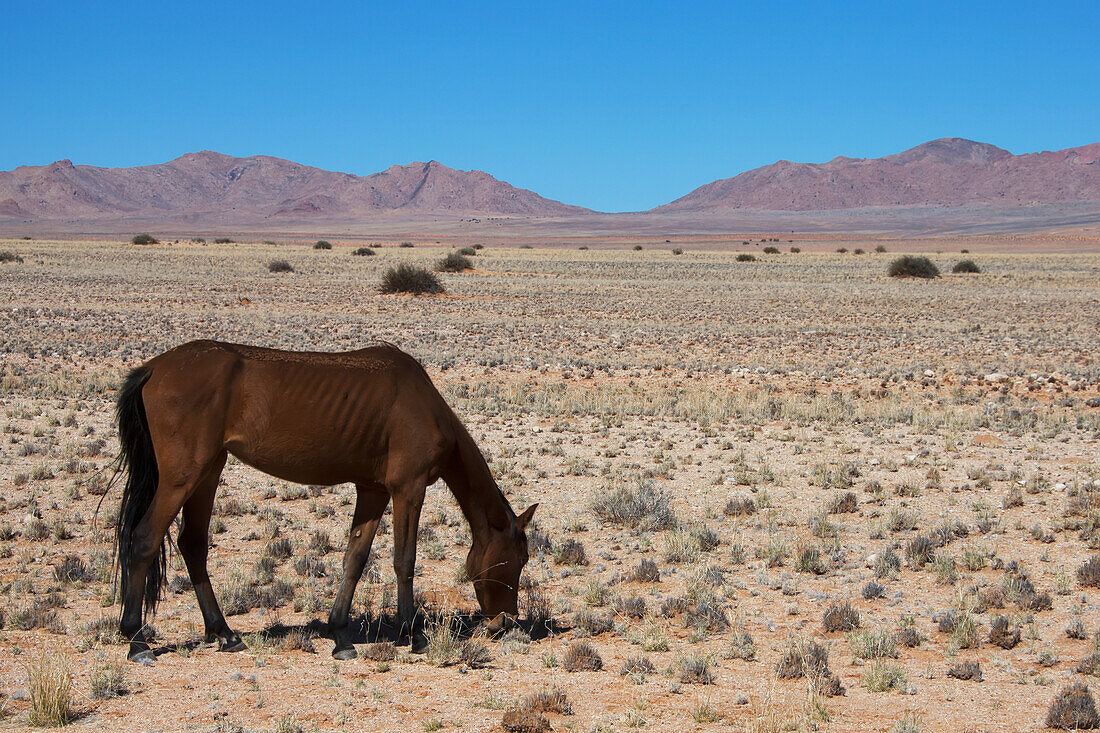 A wild horse in the desert; Garub namibia