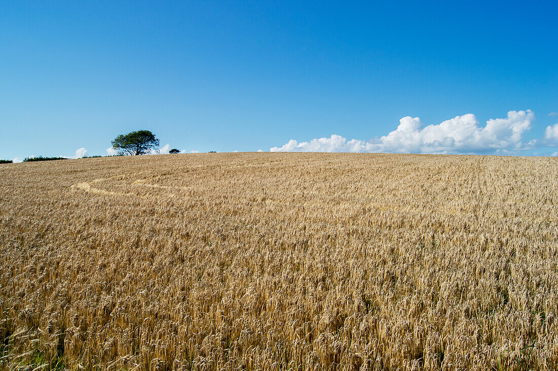Eine Ernte auf einem Feld im Dart Valley; Devon, England
