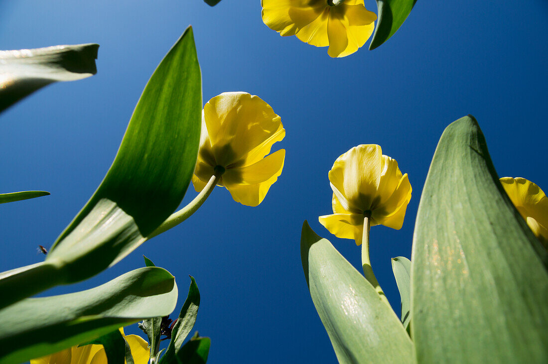 Blühende Frühlingstulpen vor blauem Himmel; Guildford, Surrey, England