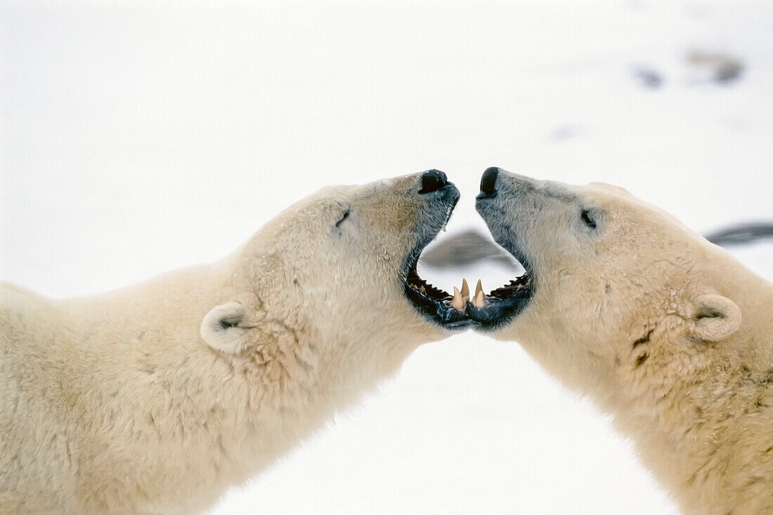 Eisbären küssen Cape Churchill Manitoba Kanada Winterporträt