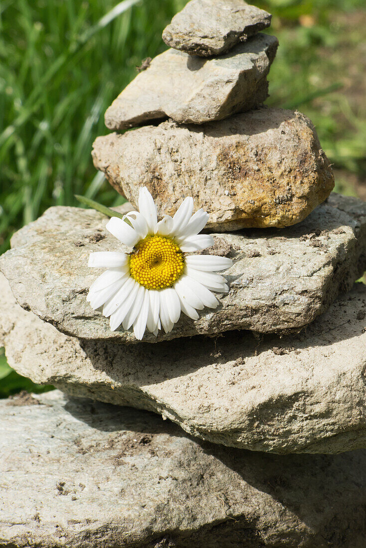 Cairn with a daisy; Zinal val d'anniviers switzerland
