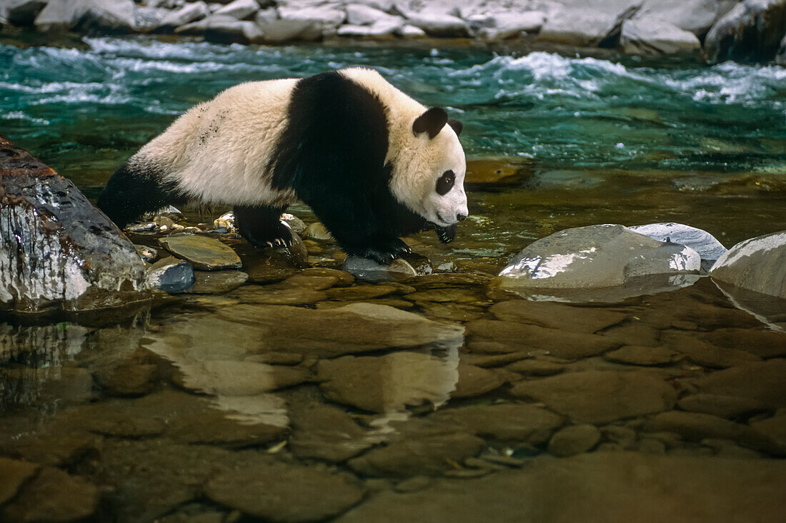 Giant Panda Crossing River China