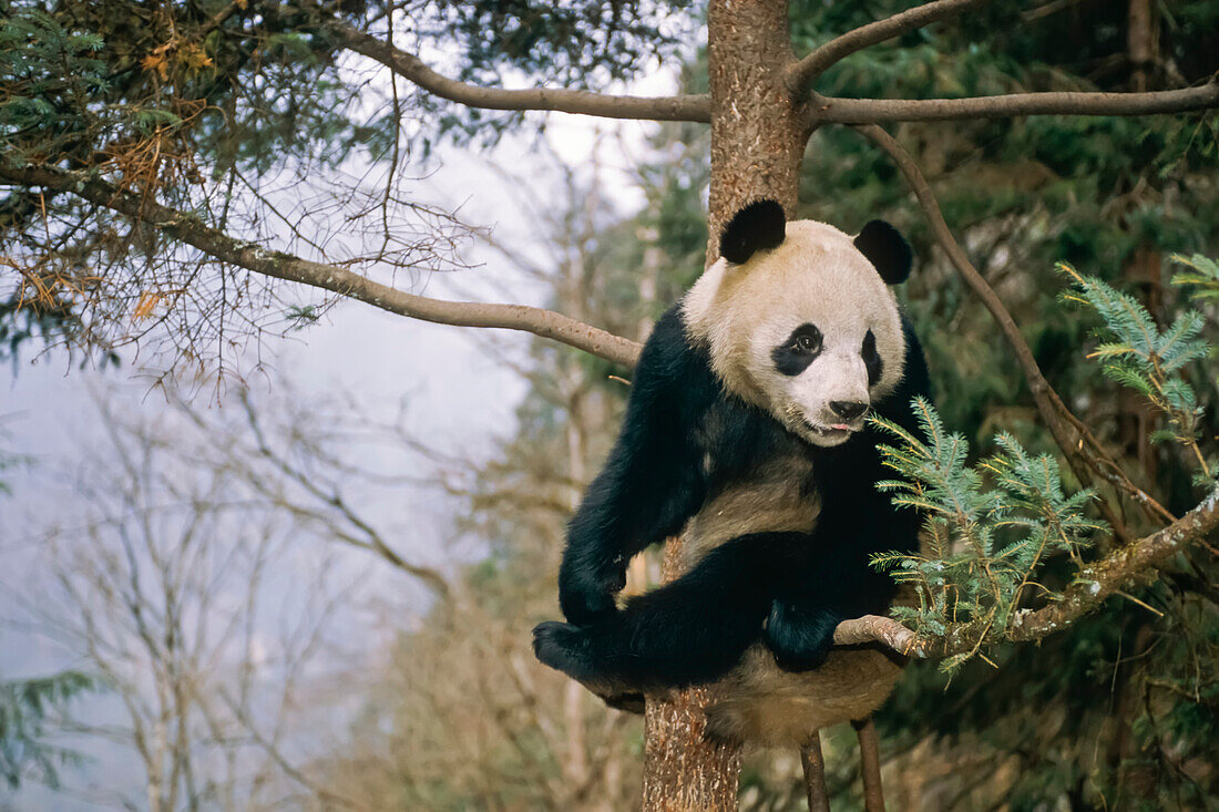 Großer Panda im Baum sitzend China
